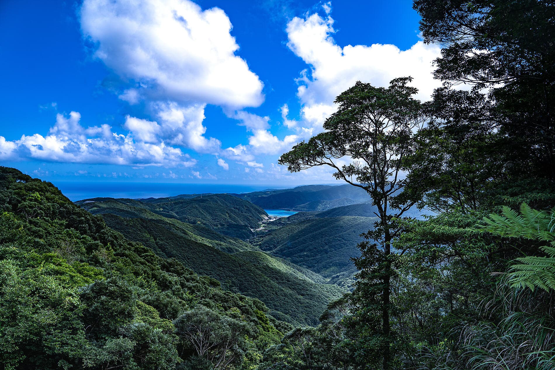 Odyssey in the heart of Japan’s subtropical islands 