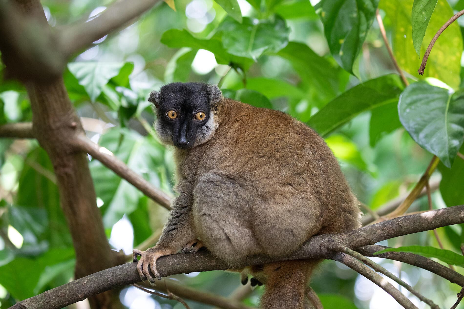 Madagascar & South Africa 