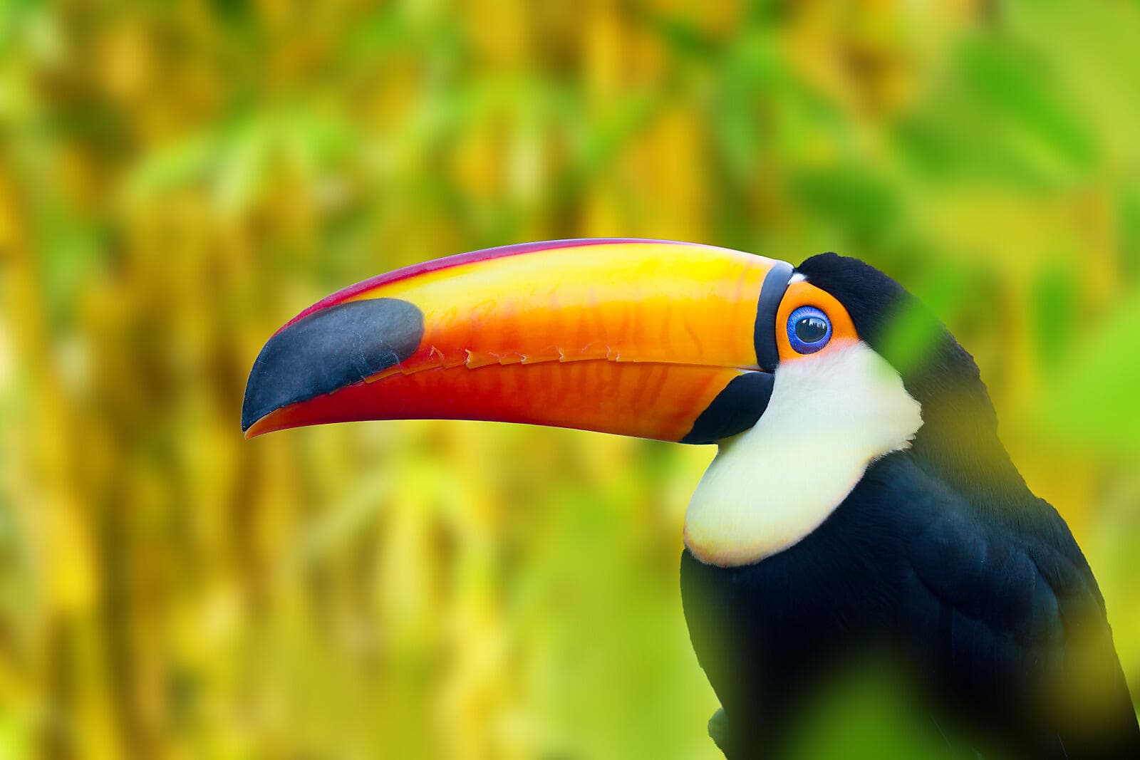 Central America Jewels & Panama Canal  