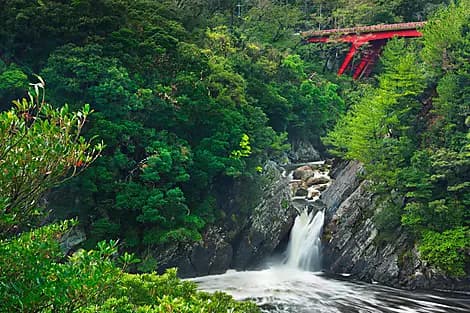 22 Mar 26 - Yakushima