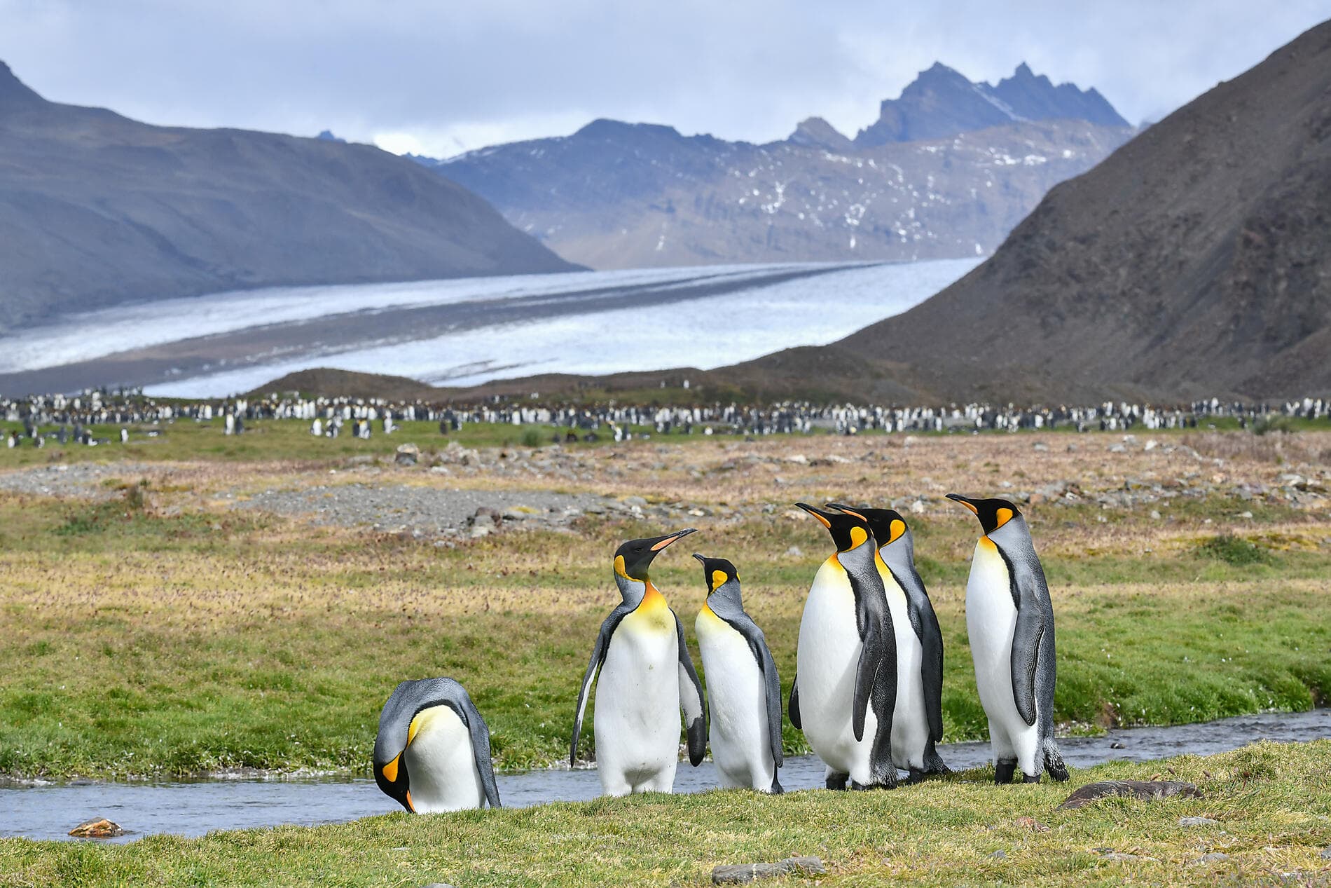 Journey to Austral Lands and Valdes Peninsula 