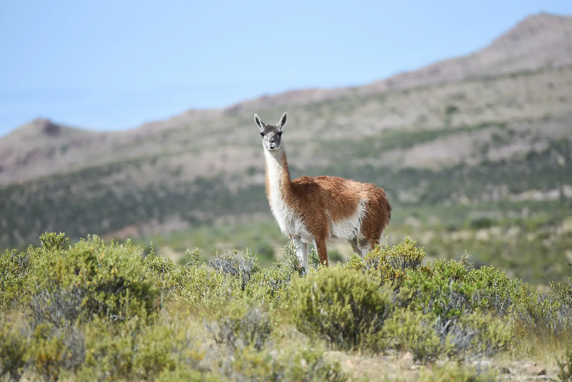 Journey to Austral Lands and Valdes Peninsula 