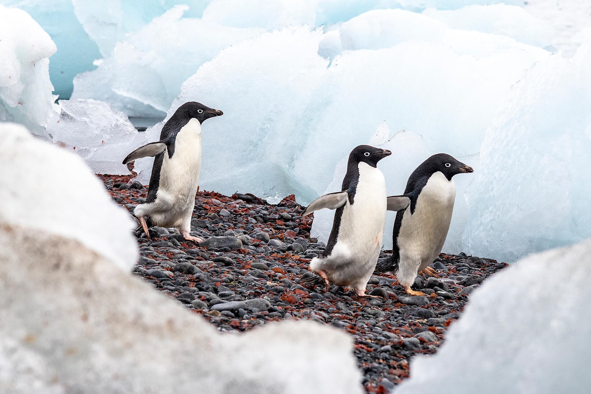 Emblematic Antarctica 
