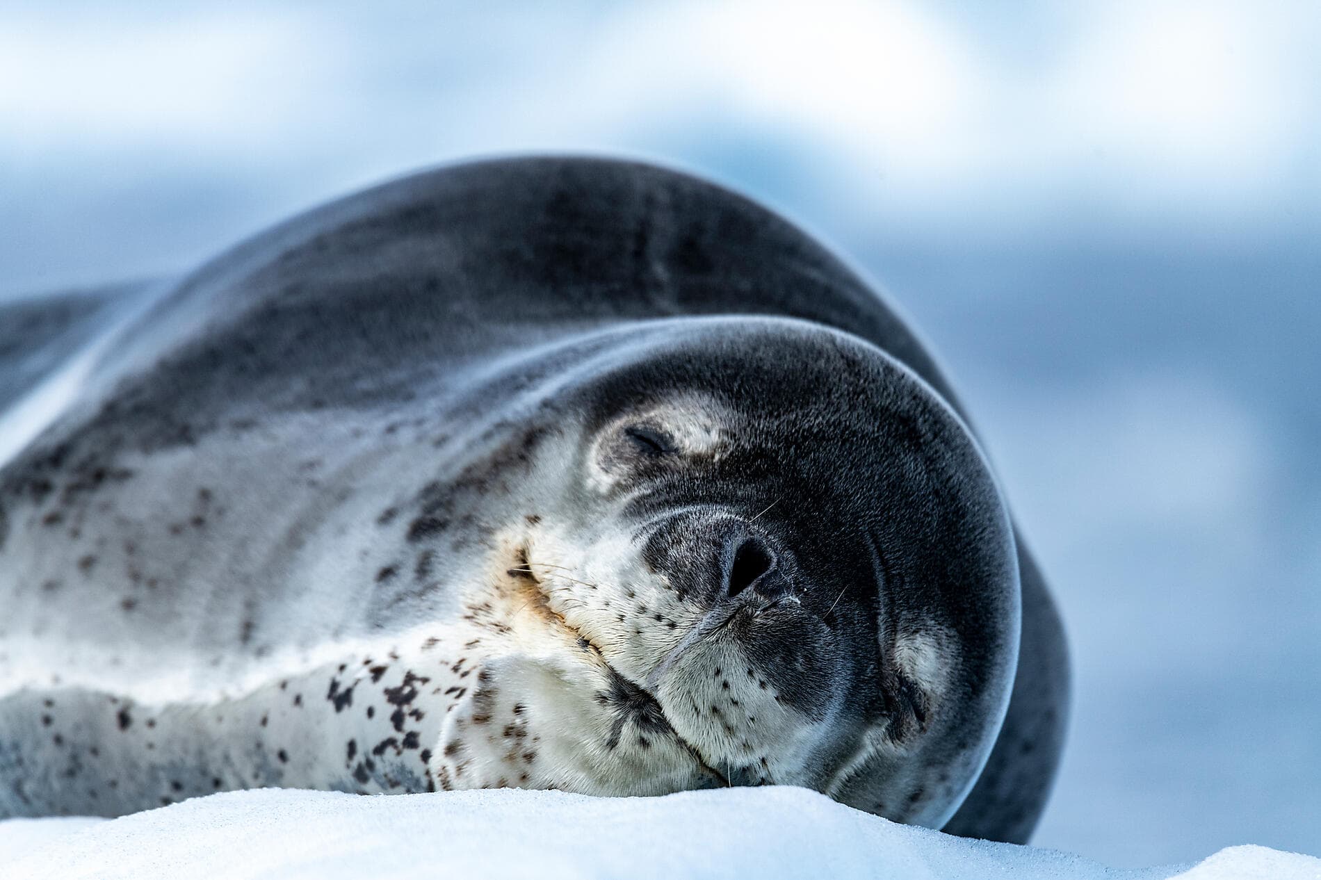 Emblematic Antarctica 
