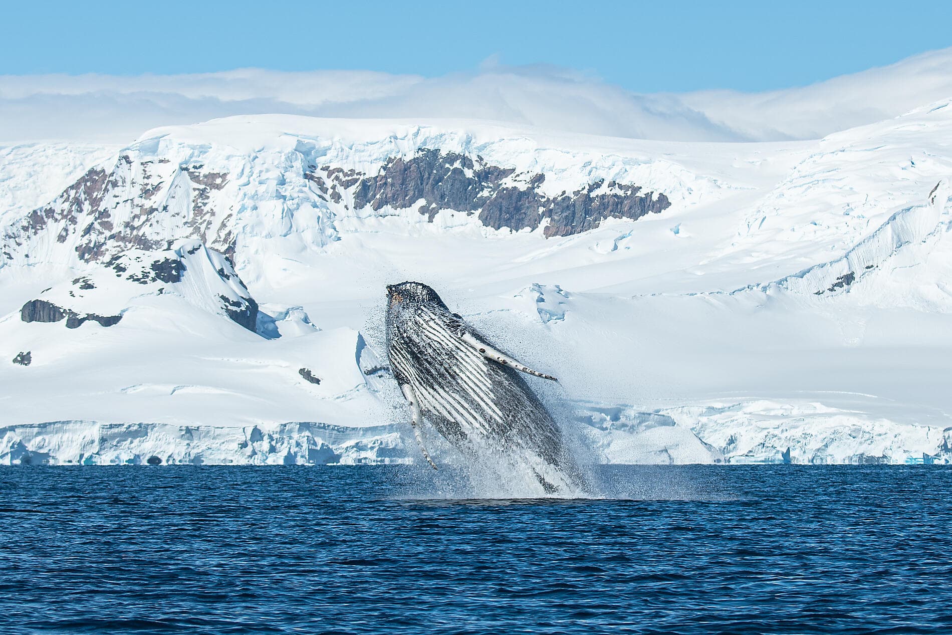 Emblematic Antarctica 