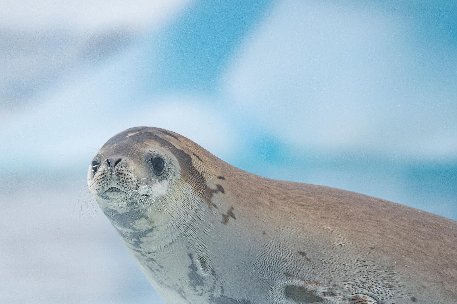 Emblematic Antarctica 