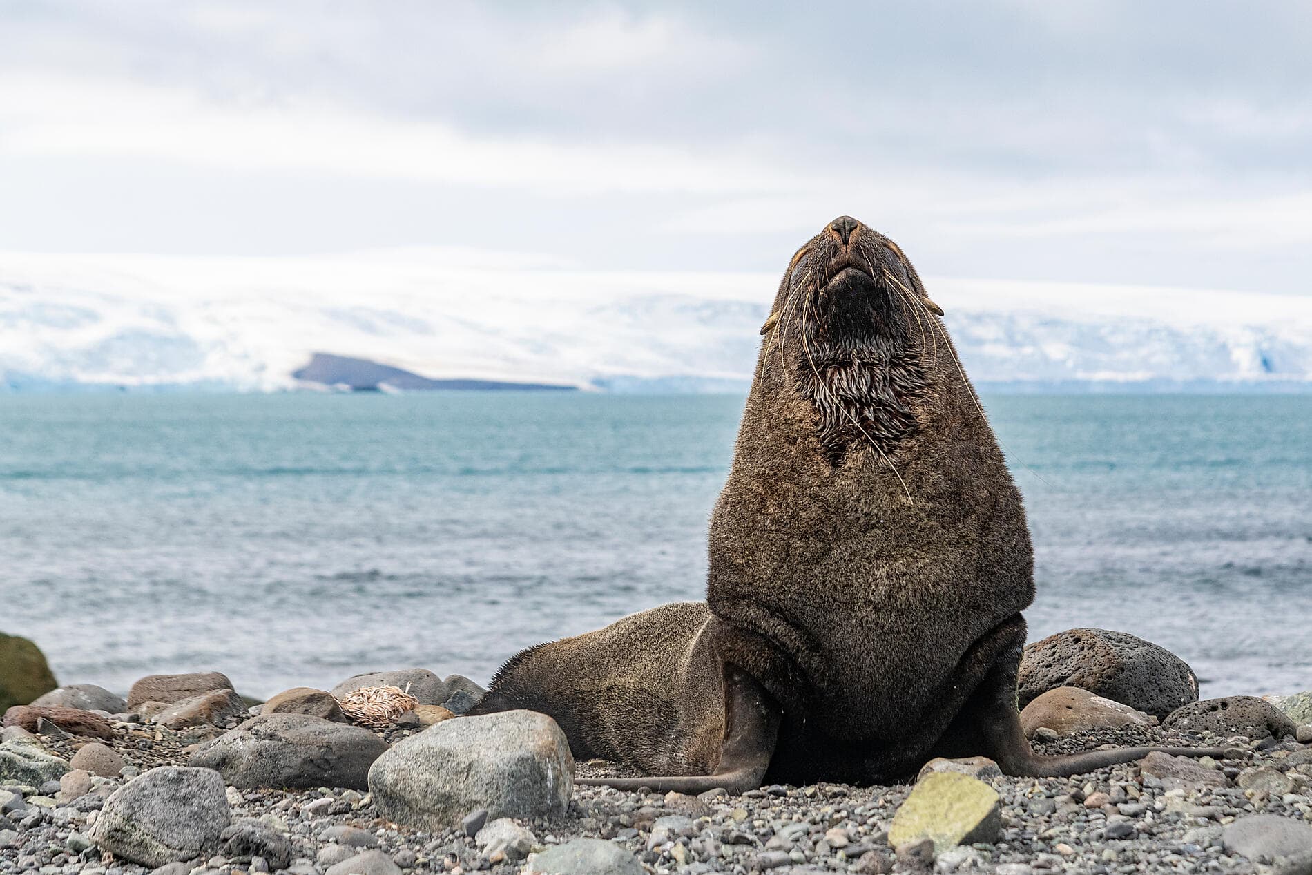 Journey to Austral Lands and Valdes Peninsula 