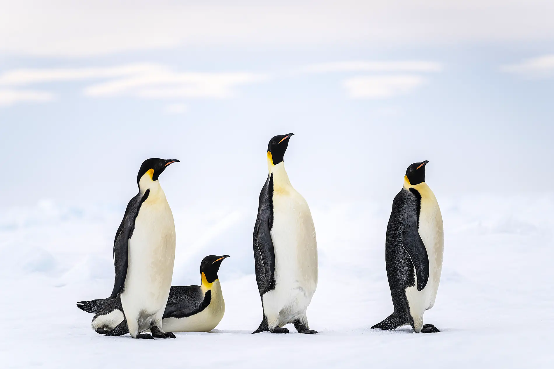 Emblematic Antarctica 
