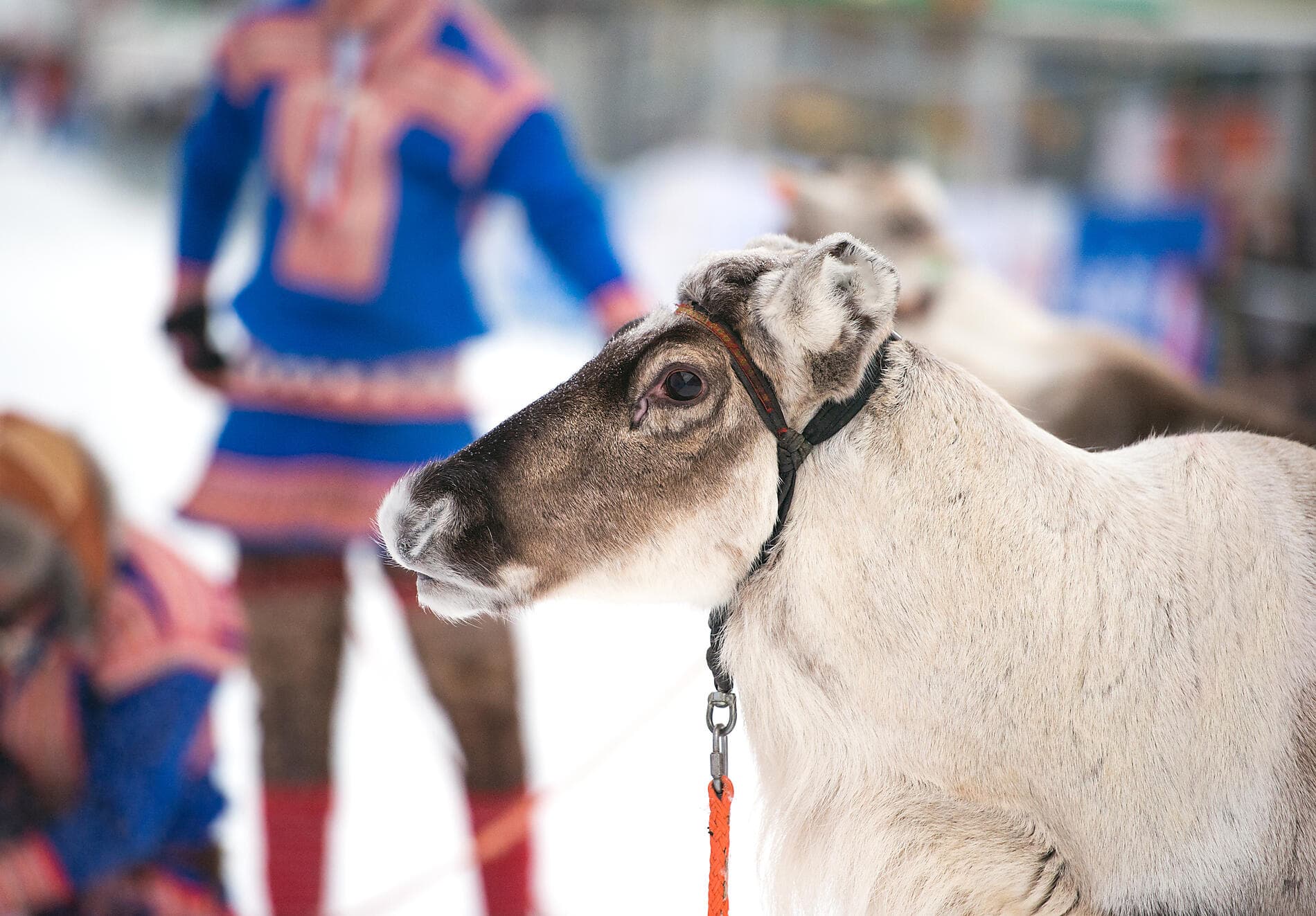 Polar Lights: From North Cape to the Lofoten Islands 