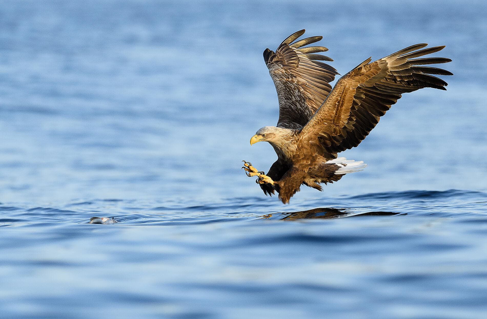 Autumn Splendours: From Lofoten to the Norwegian Fjords 