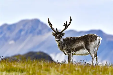 14 Jun 26 > 15 Jun 26 - South-West Region of Spitsbergen