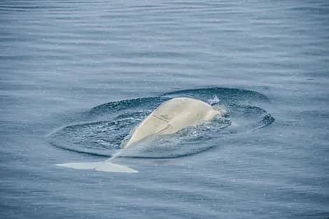 4 Sept 25 - Prescott Island, Nunavut