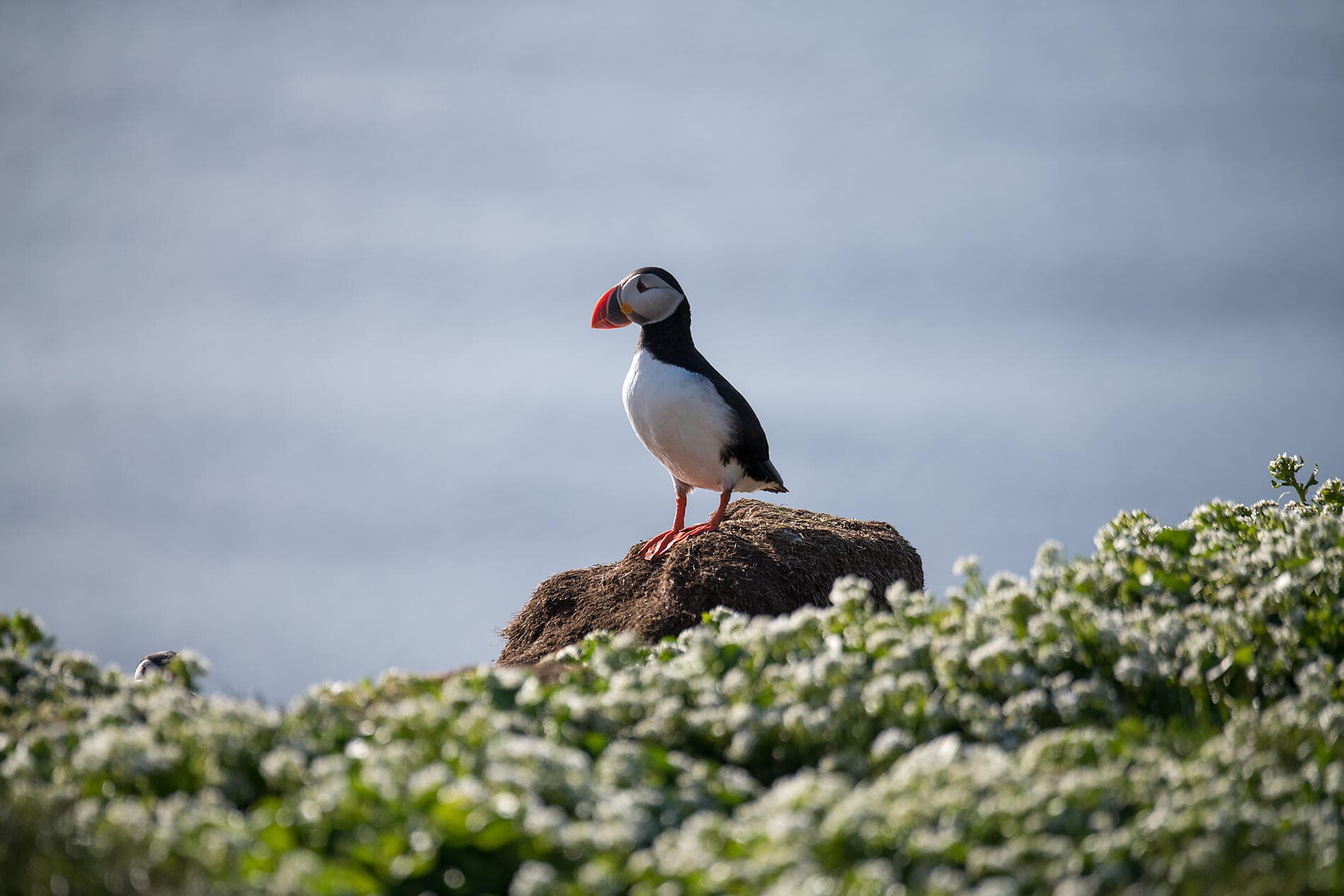 Wild lands of Scotland, the Faroe Islands and Iceland 