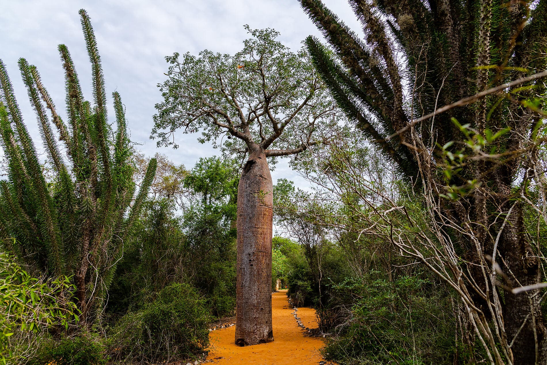 Madagascar & South Africa 