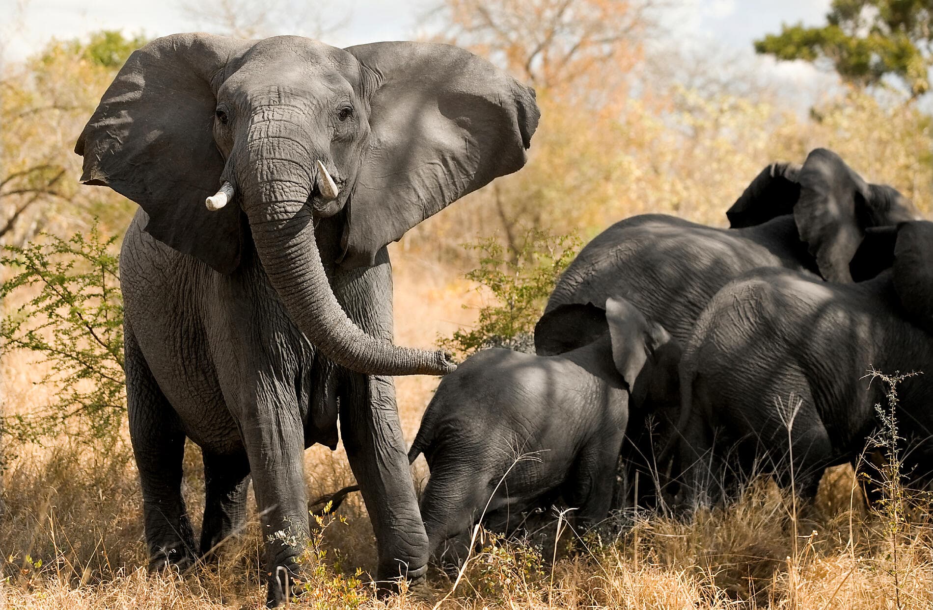 Madagascar & South Africa 