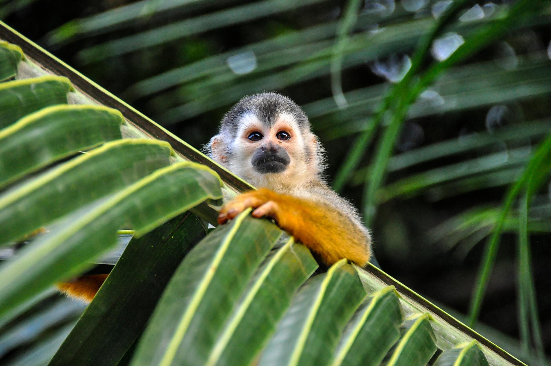 Central America Jewels & Panama Canal  