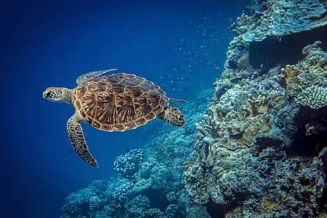 13 Dec 26 - Baie Ternay Marine National Park