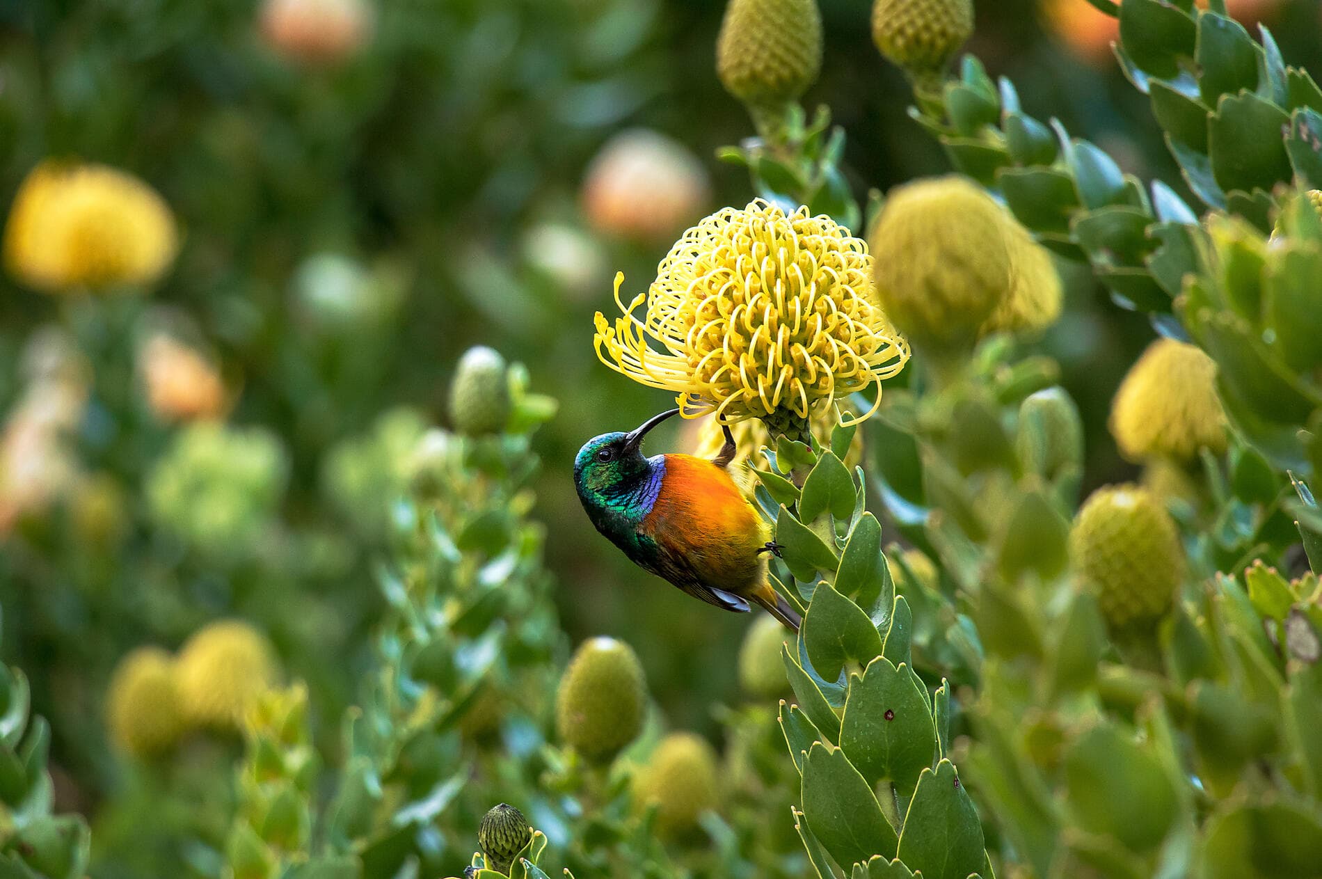 South Africa and Namibia by Sea: Around the Cape of Good Hope – with Smithsonian Journeys 