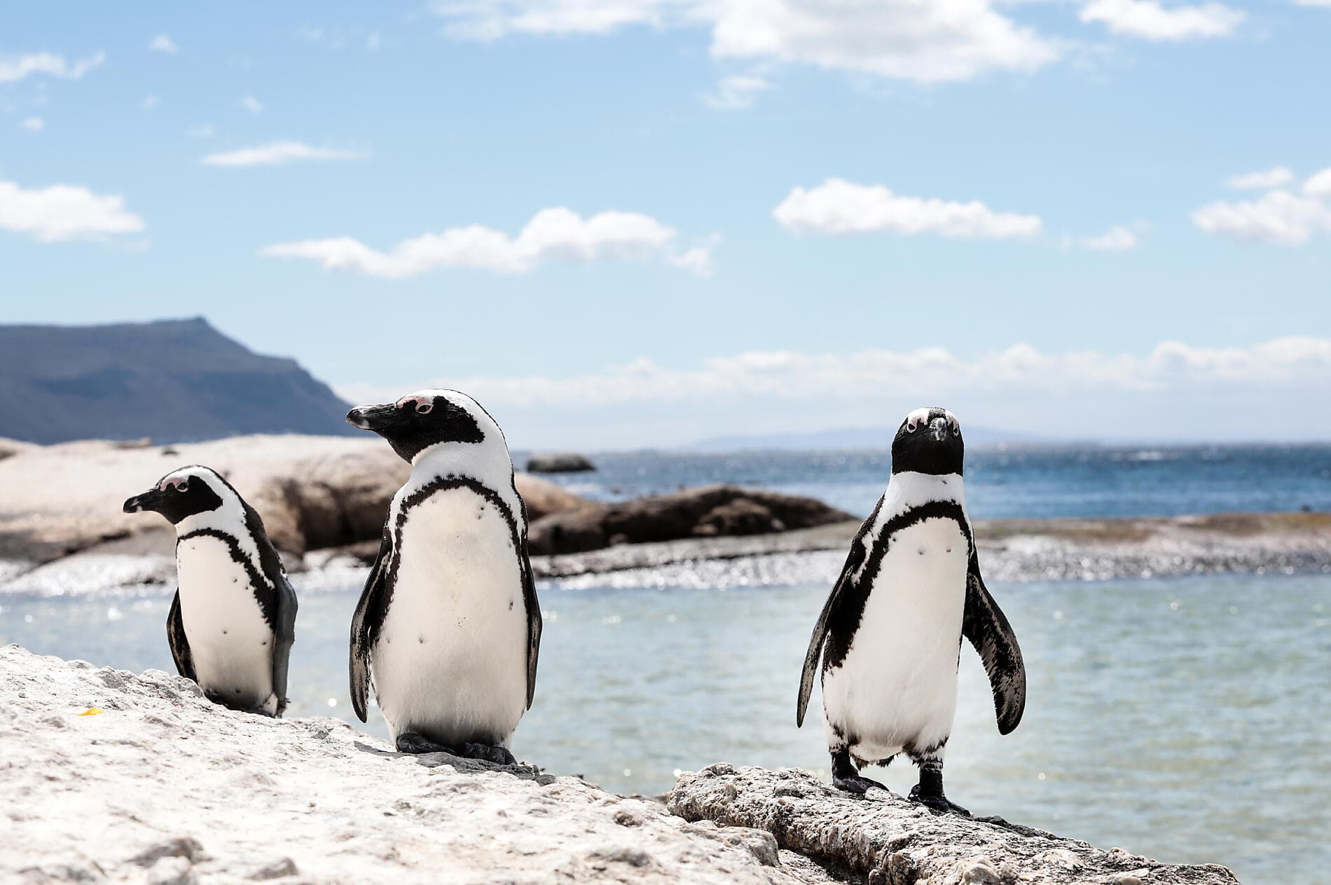 South Africa and Namibia by Sea: Around the Cape of Good Hope – with Smithsonian Journeys 