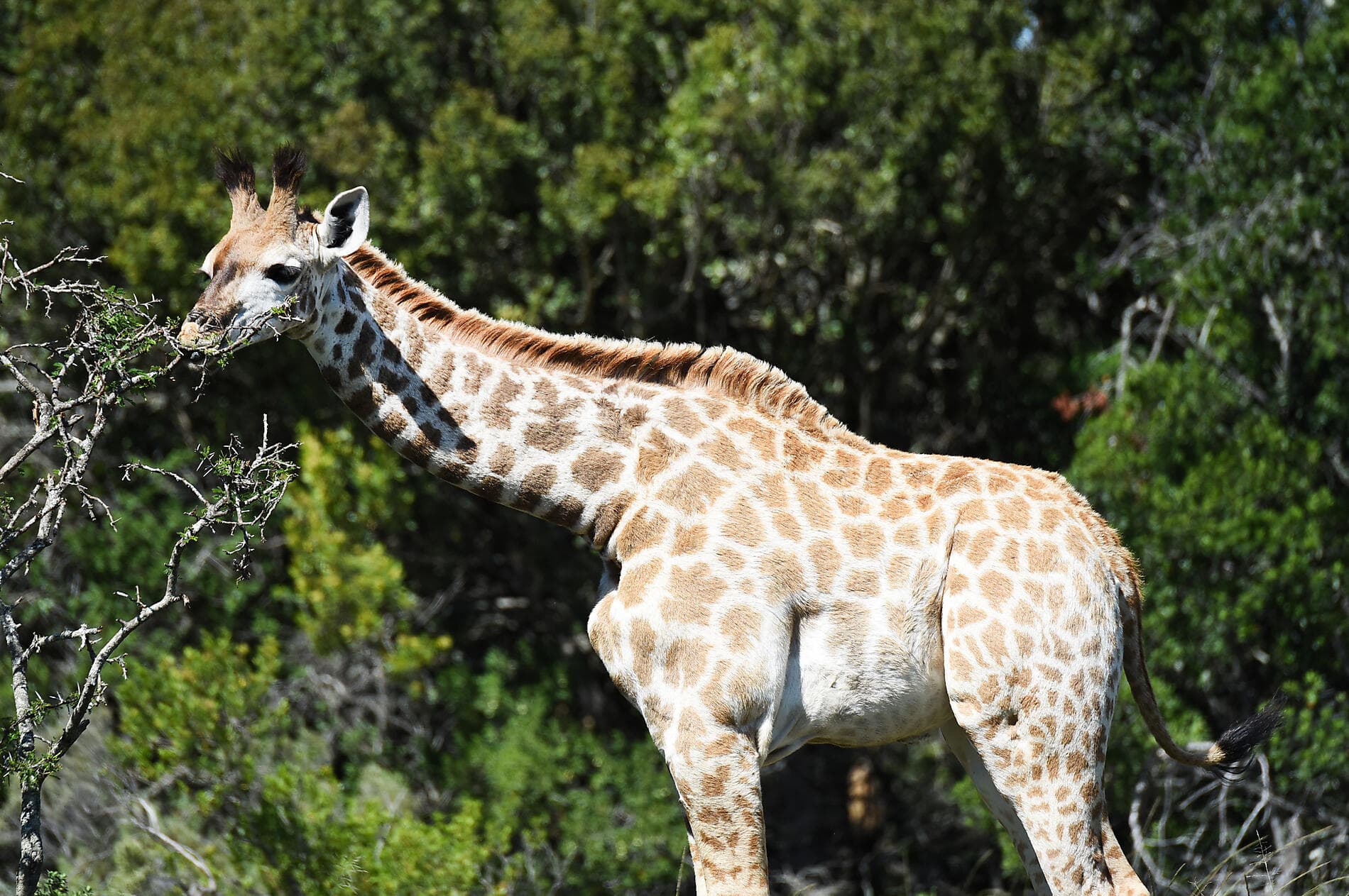 South Africa and Namibia by Sea: Around the Cape of Good Hope – with Smithsonian Journeys 
