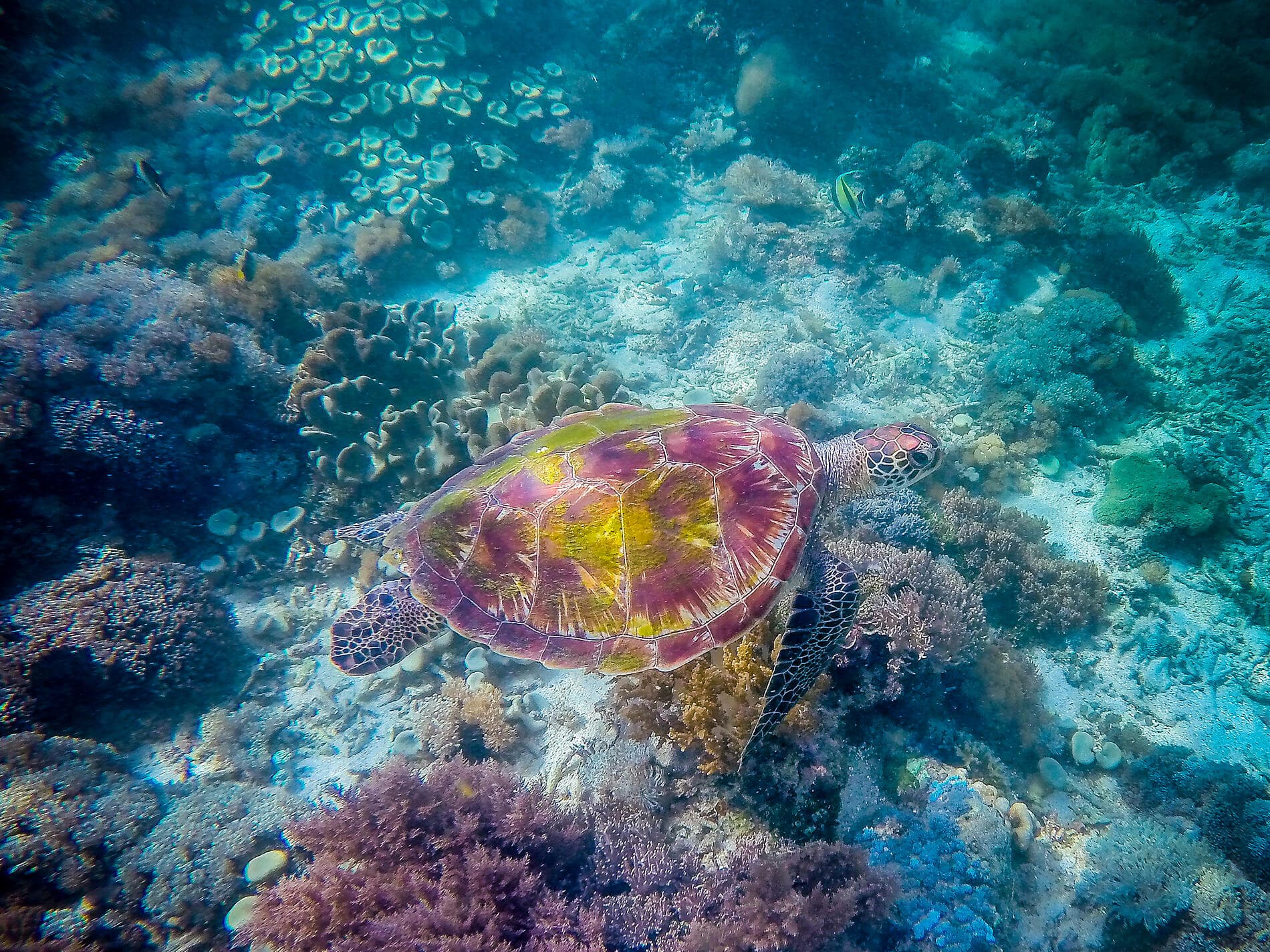 Tropical Indonesian Odyssey 