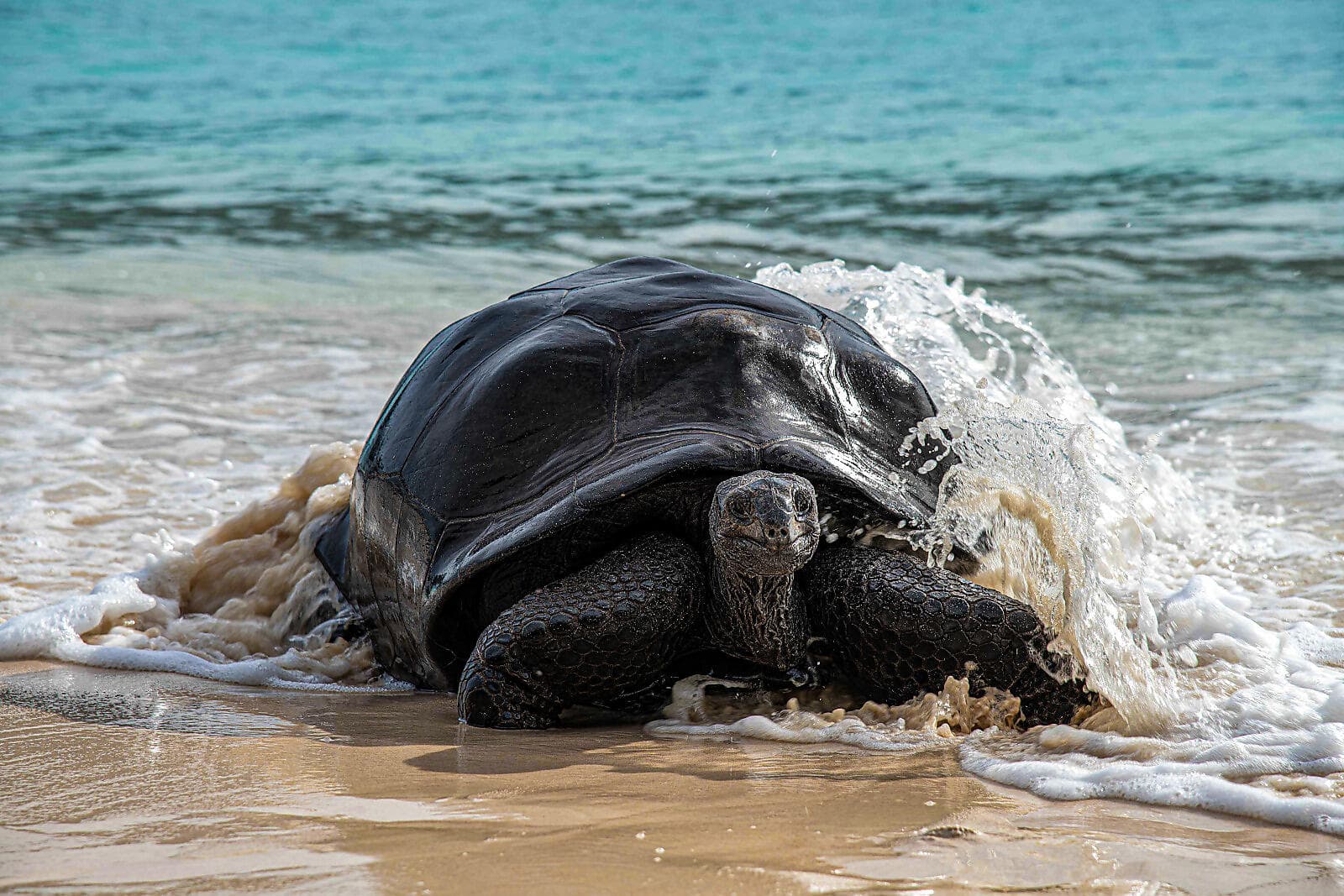 The essential Seychelles  