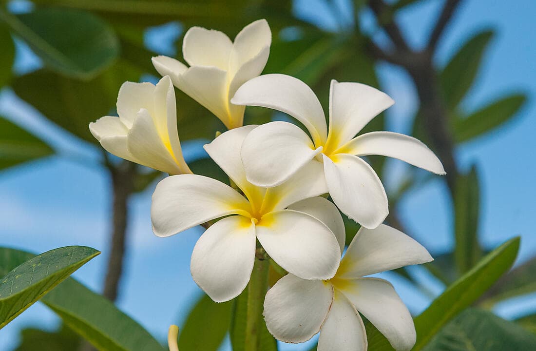 DISCOVER AND RELAX IN PAPEETE (1 NIGHT)