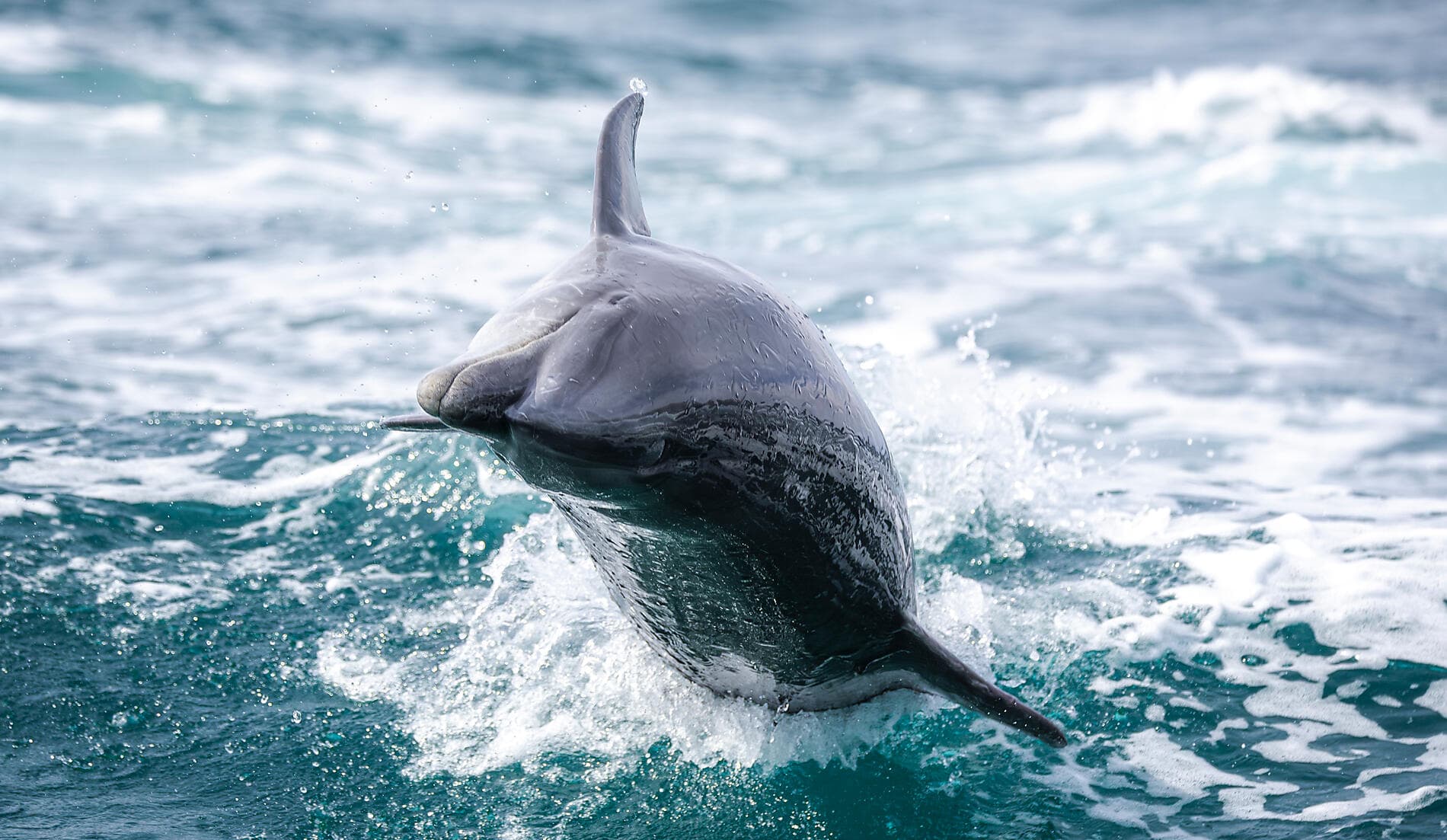 Exploration in the Heart of Baja California 