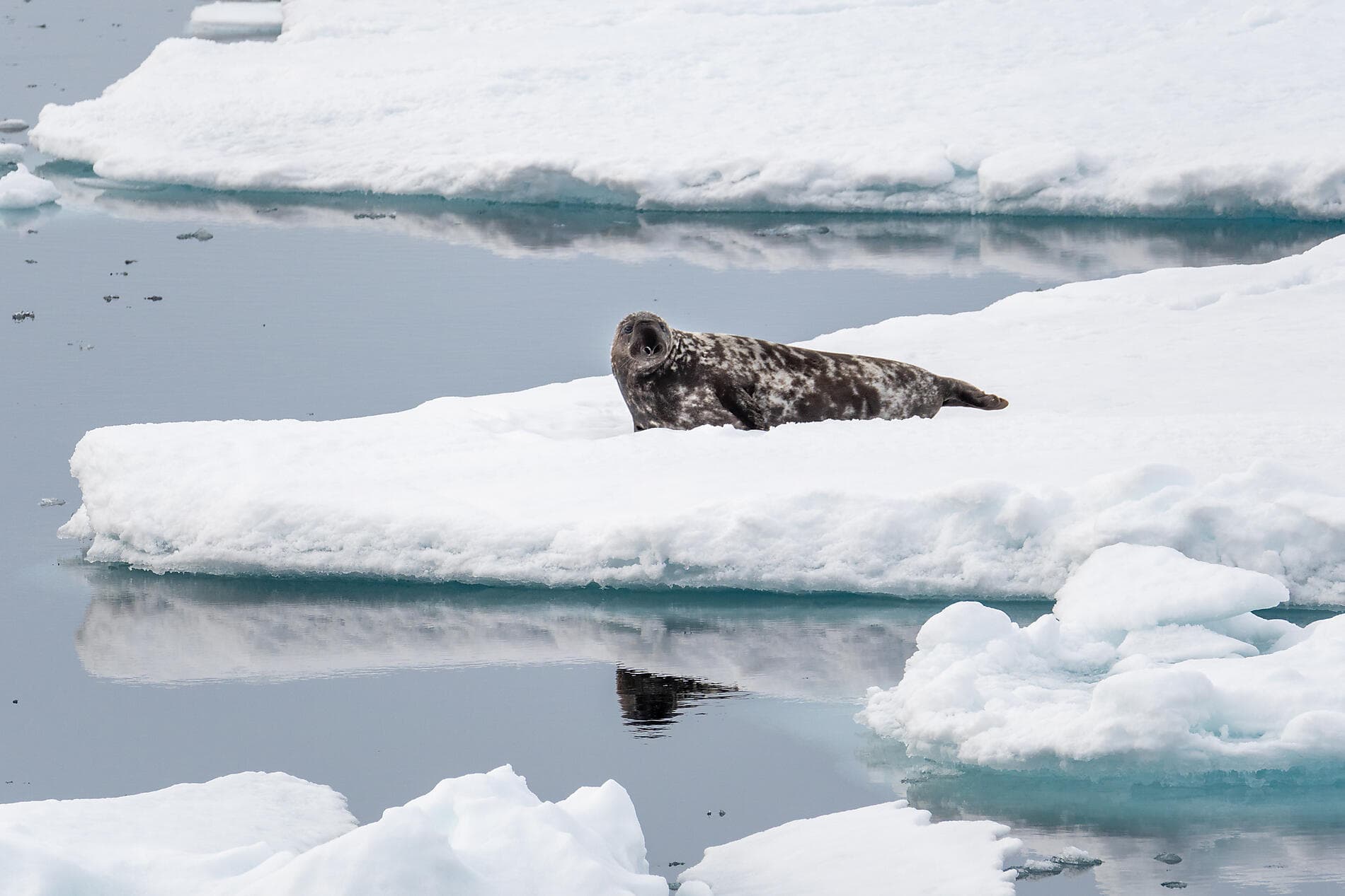 Northeast Greenland's unexplored sea ice 