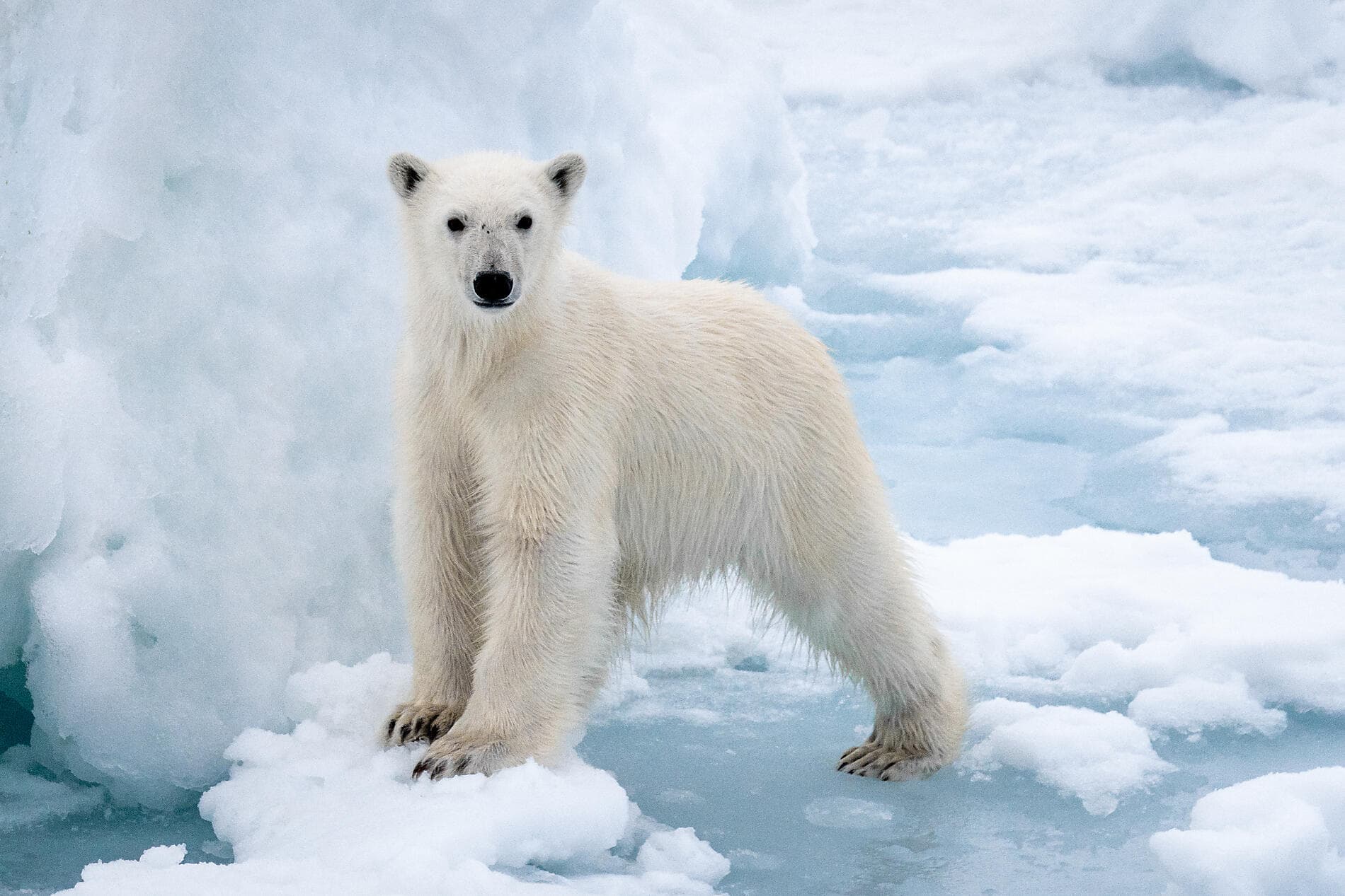 Northeast Greenland's unexplored sea ice 