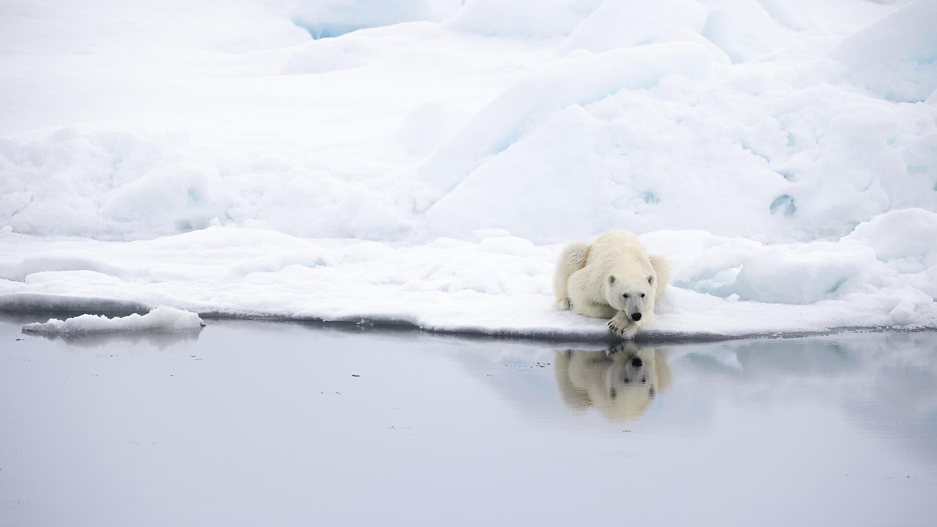 Northeast Greenland's unexplored sea ice