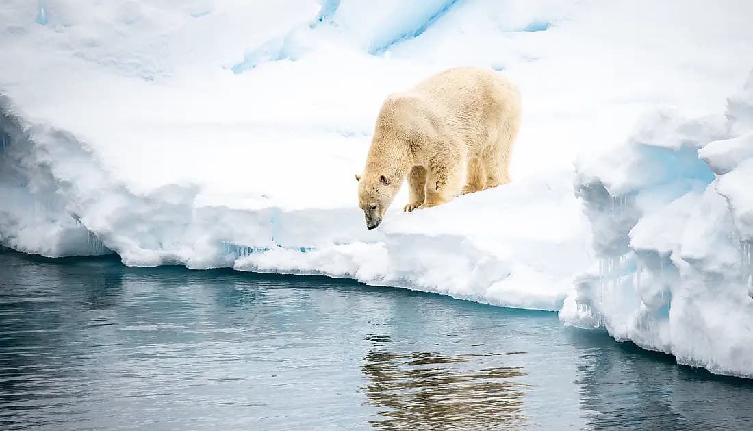 In the ice of the Arctic, from Svalbard to Greenland
