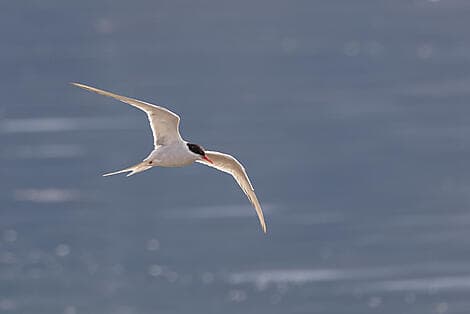 7 Sept 25 - Arctic Bay, Nunavut