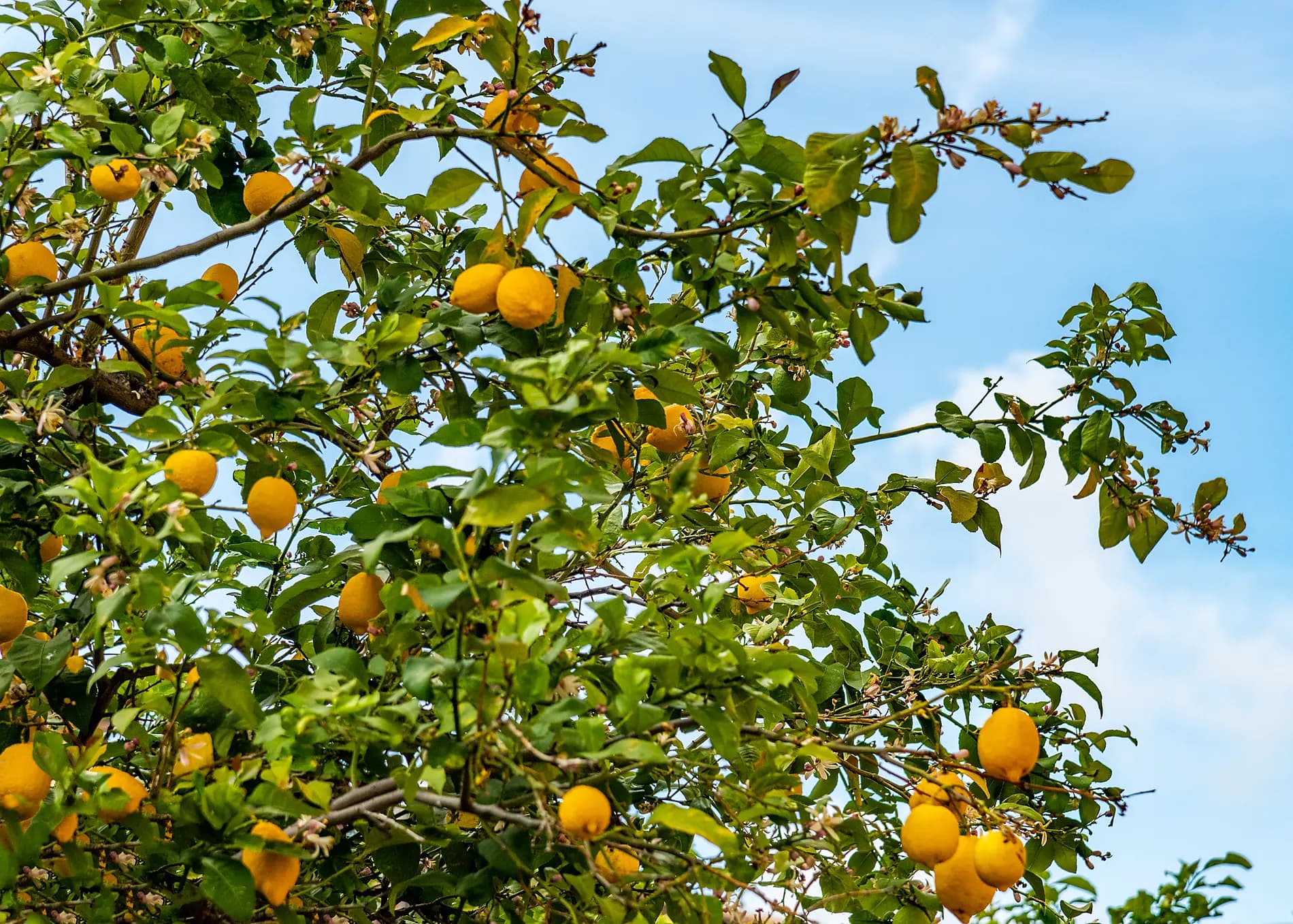 Under Sail from the Riviera to Sicily