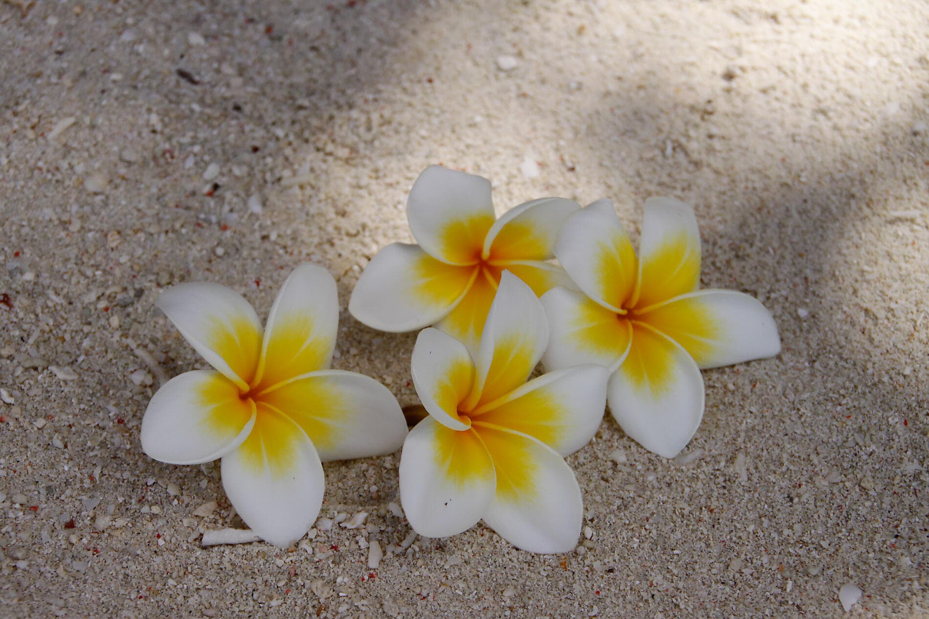 The Hidden Treasures of the Philippines and Borneo 