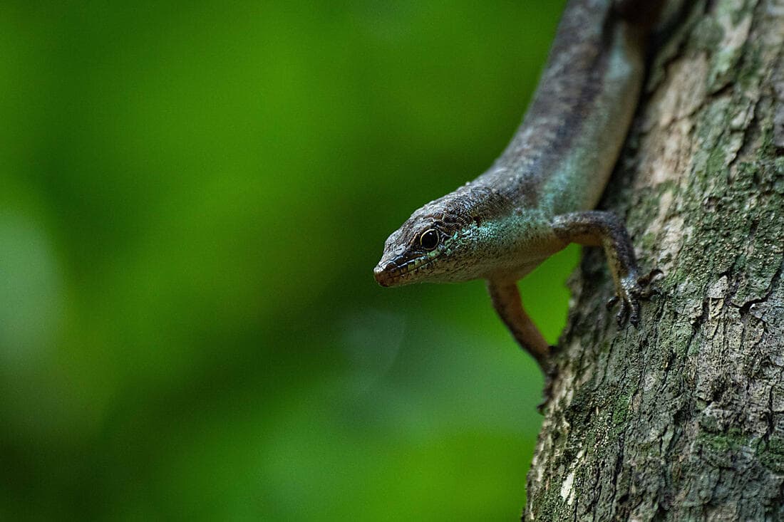 Treasures of Mahé (2 NIGHTS)