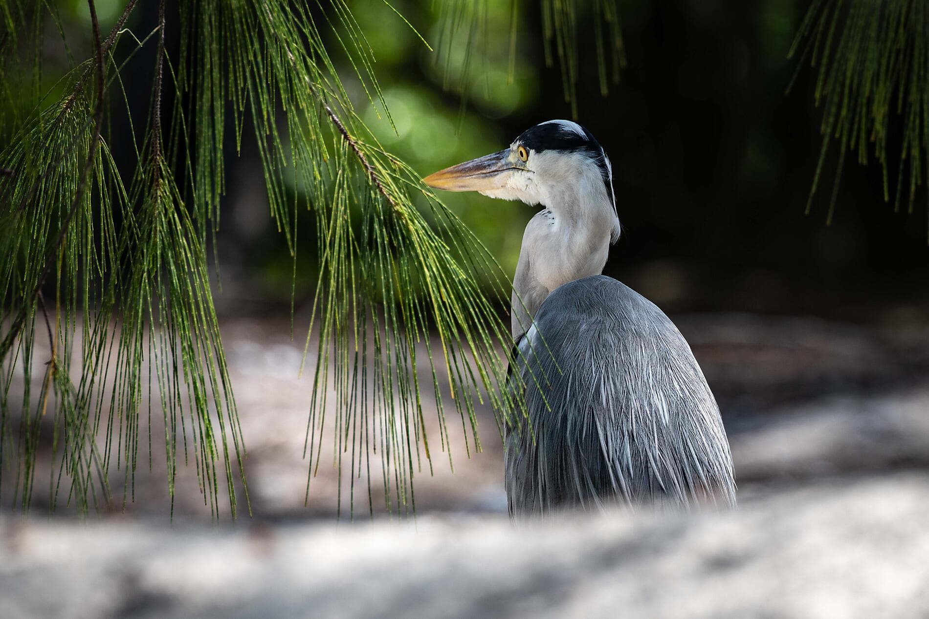 Zanzibar, Aldabra & the treasures of the Indian Ocean 