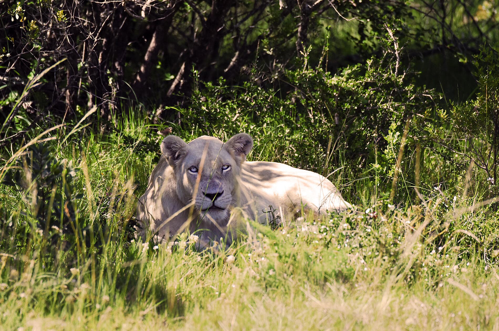 South Africa and Namibia by Sea: Around the Cape of Good Hope - with Smithsonian Journeys