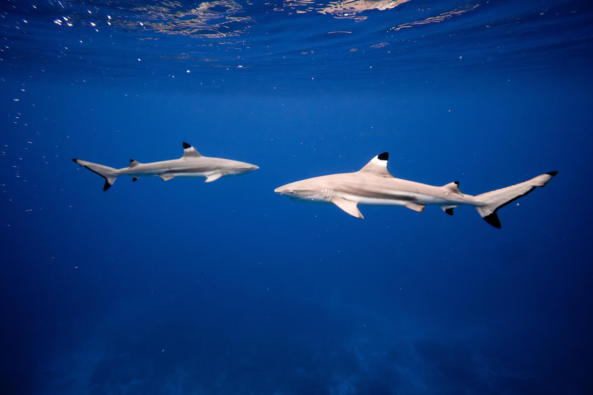 Pearls of the Society Islands 