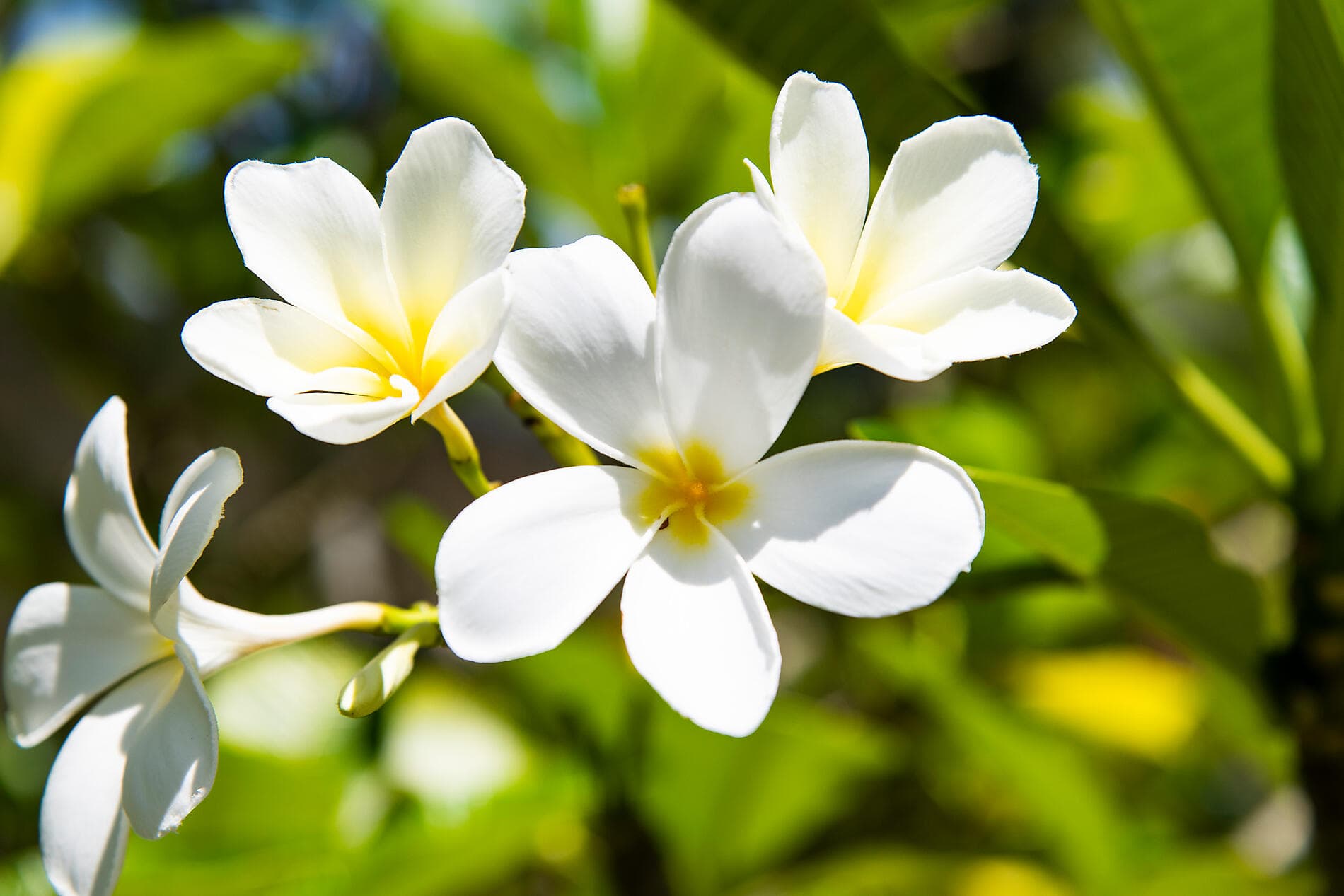 Society Islands & The Tuamotus 