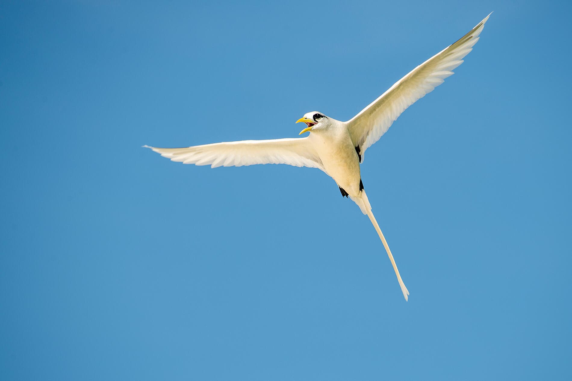 The essential Seychelles 