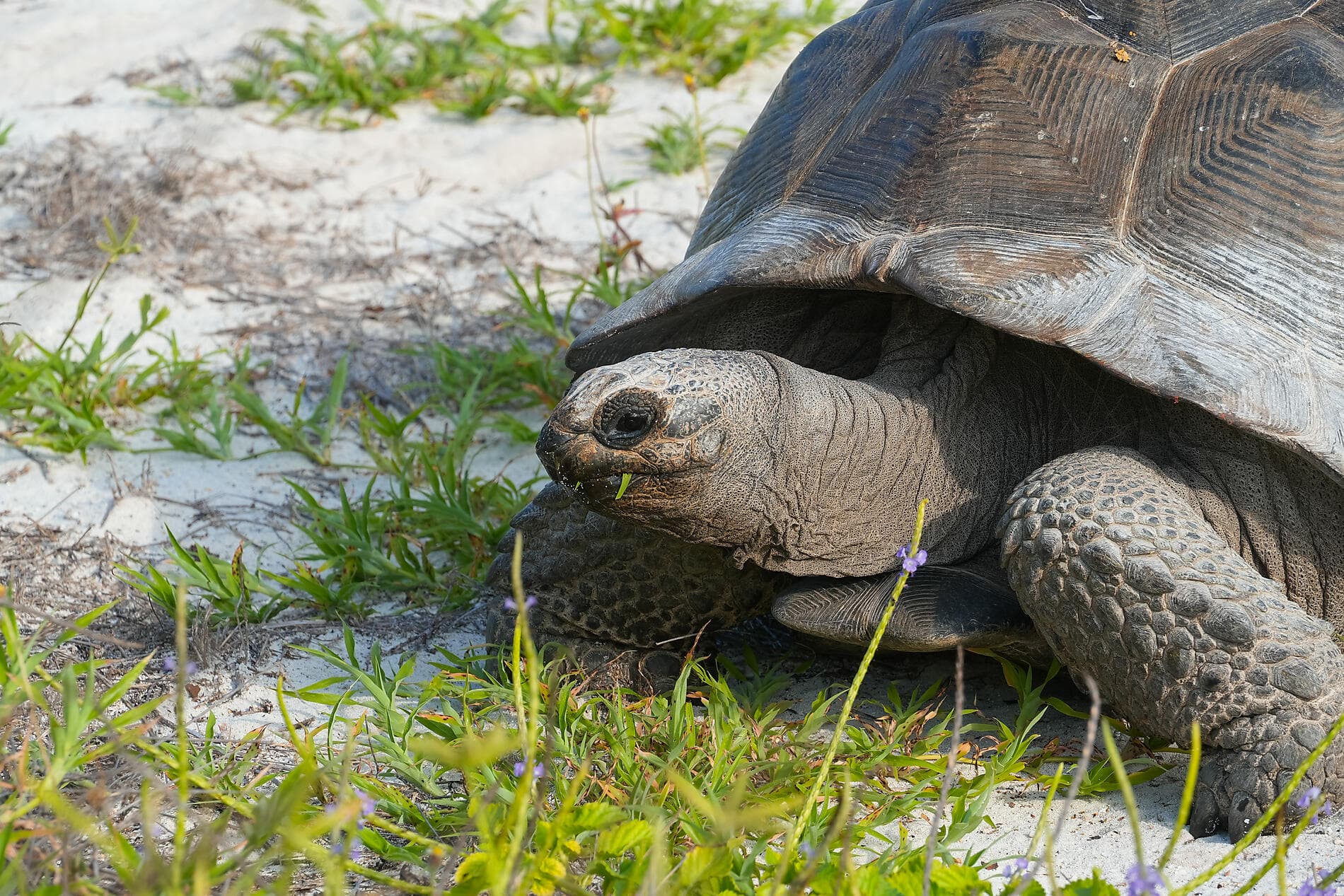 From Madagascar to the Seychelles, unsuspected Islands