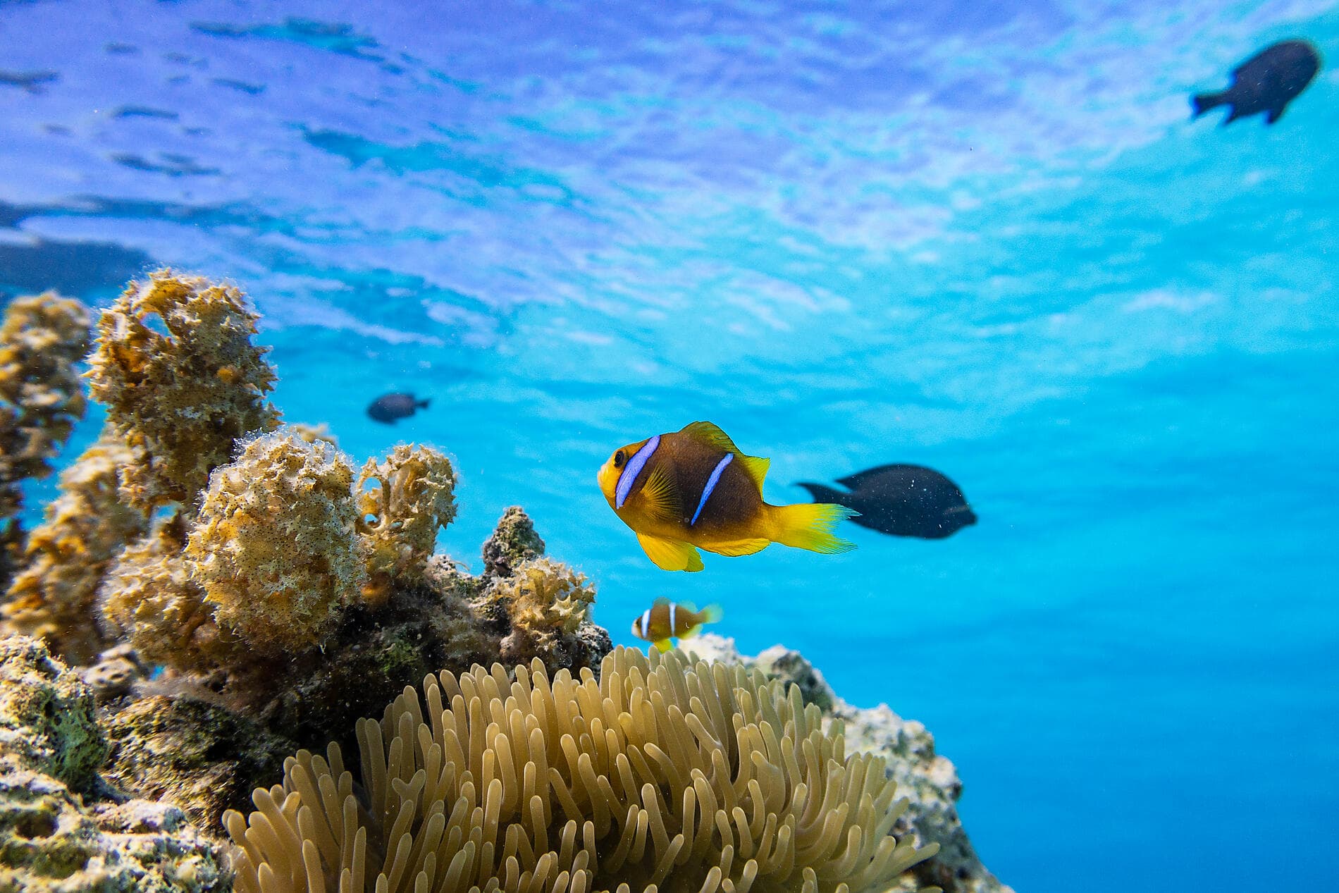 Polynesian Bliss : Marquesas and Tuamotu  