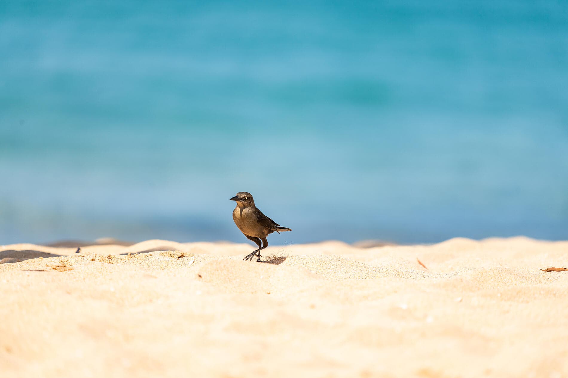 Panama, Colombia & Caribbean Islands 