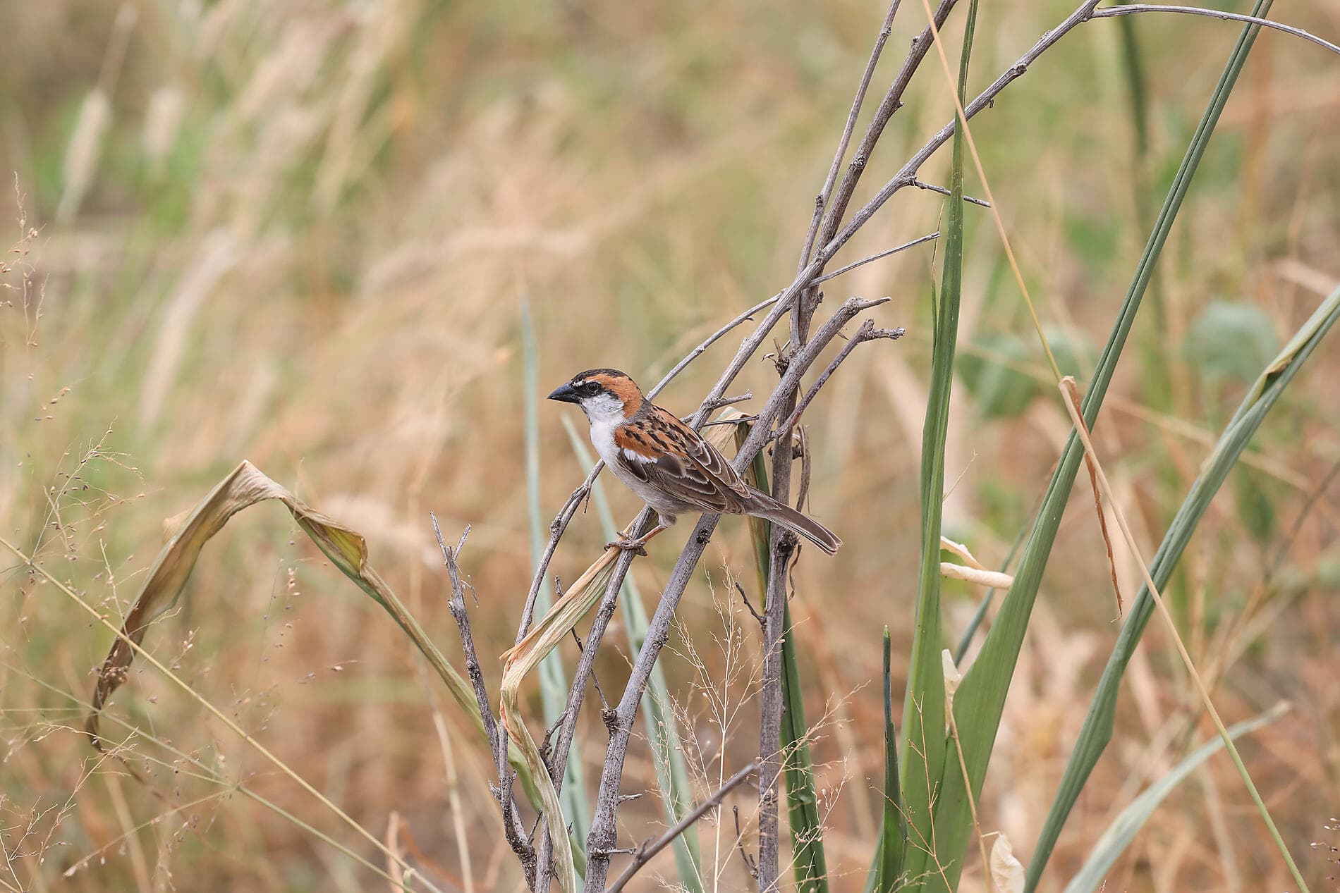 Homage to Rostropovitch, the cellist of the century 