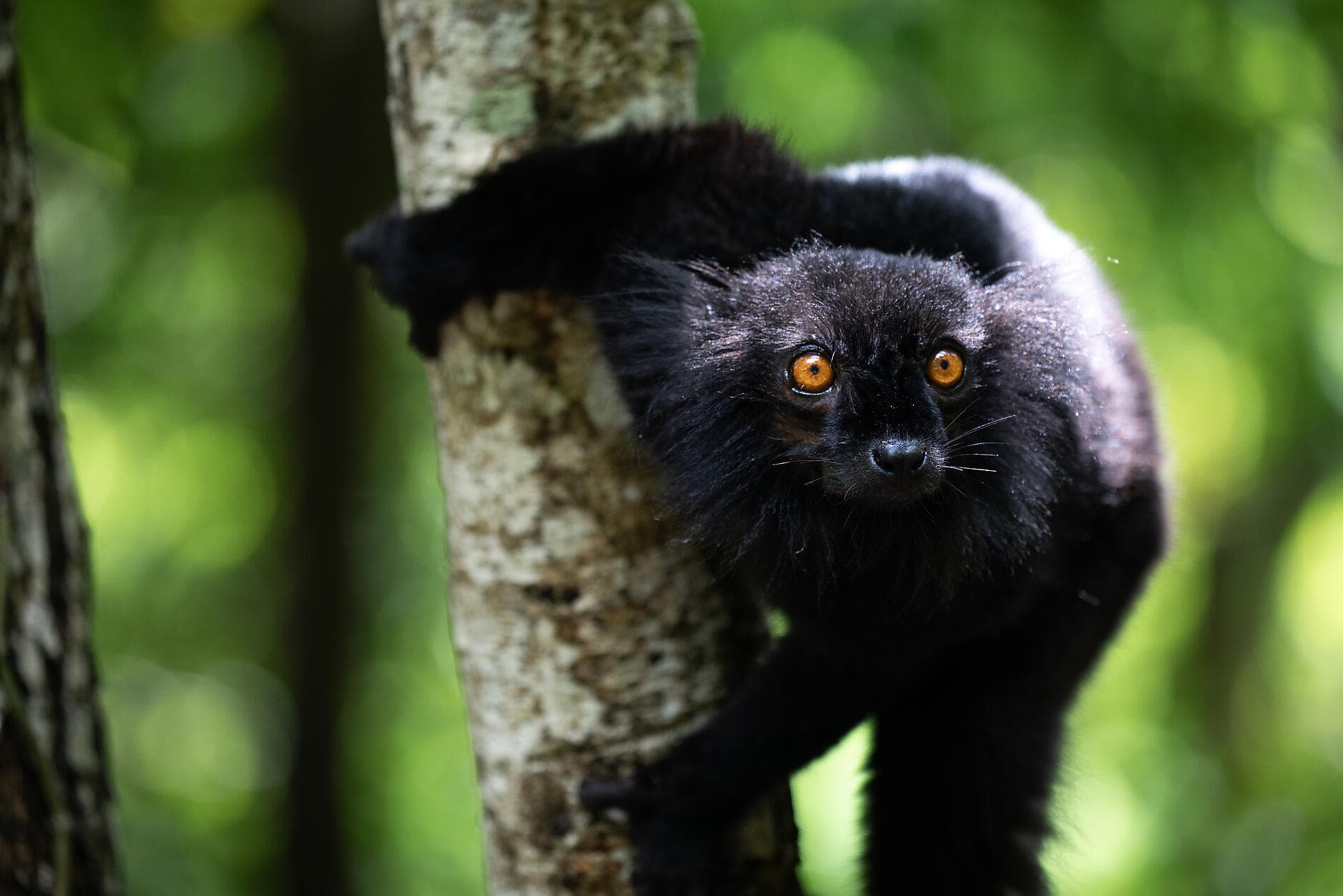 Madagascar and Seychelles: Natural Treasures of the Indian Ocean – with Smithsonian Journeys 