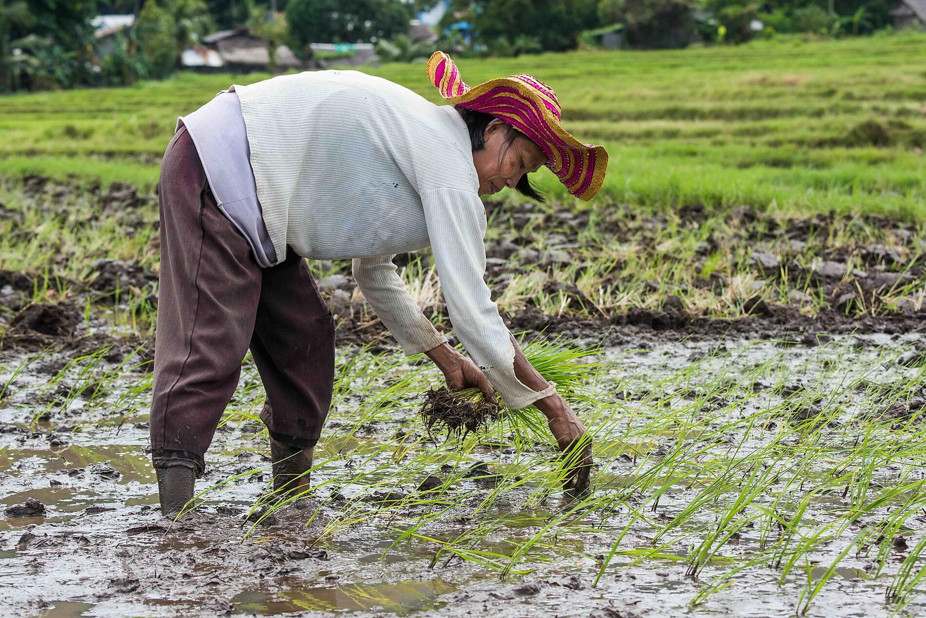 Exploring the Malay Archipelago 