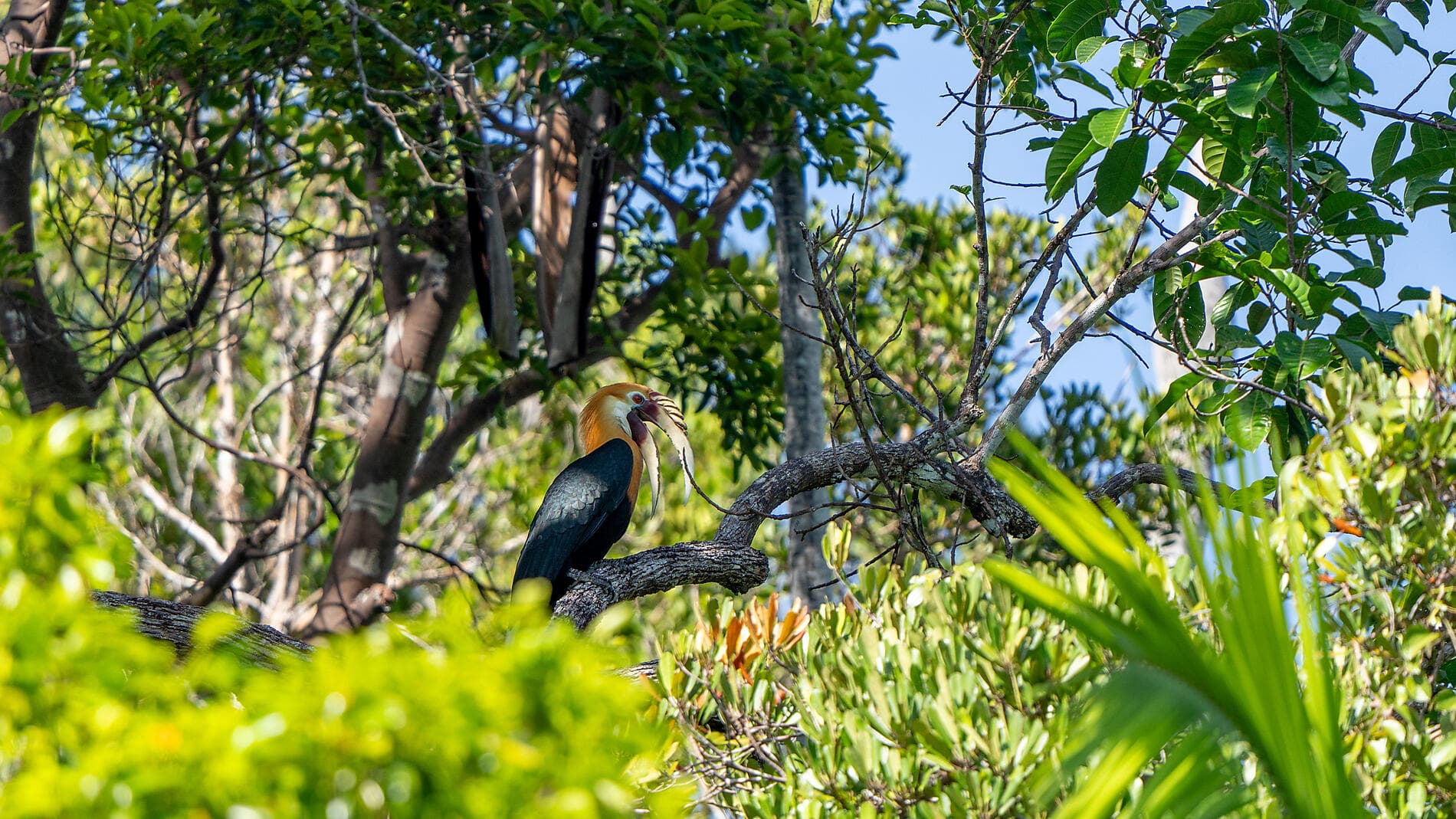 Exploring the Malay Archipelago 