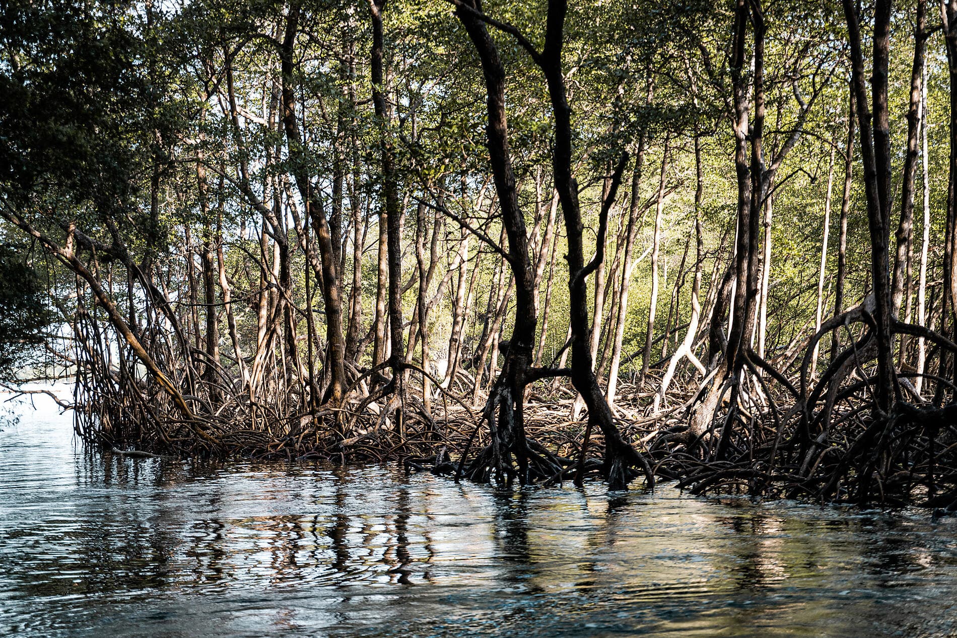 Jewels of the northern Caribbean 
