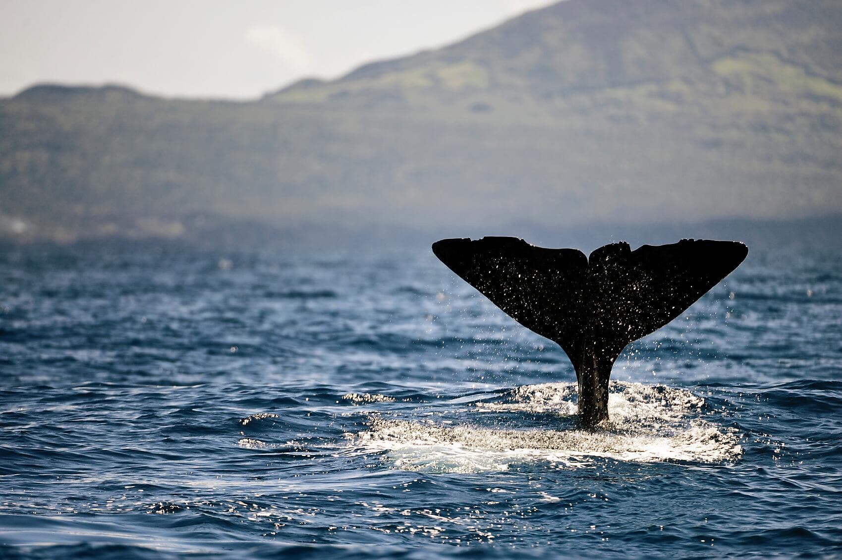The Essential Azores 